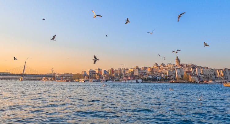 Seagulls Flying Over Bay By City