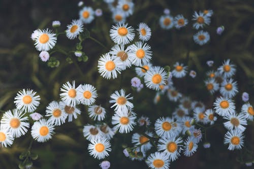 Δωρεάν στοκ φωτογραφιών με oxeye μαργαρίτες, άνθη, ανθισμένος Φωτογραφία από στοκ φωτογραφιών