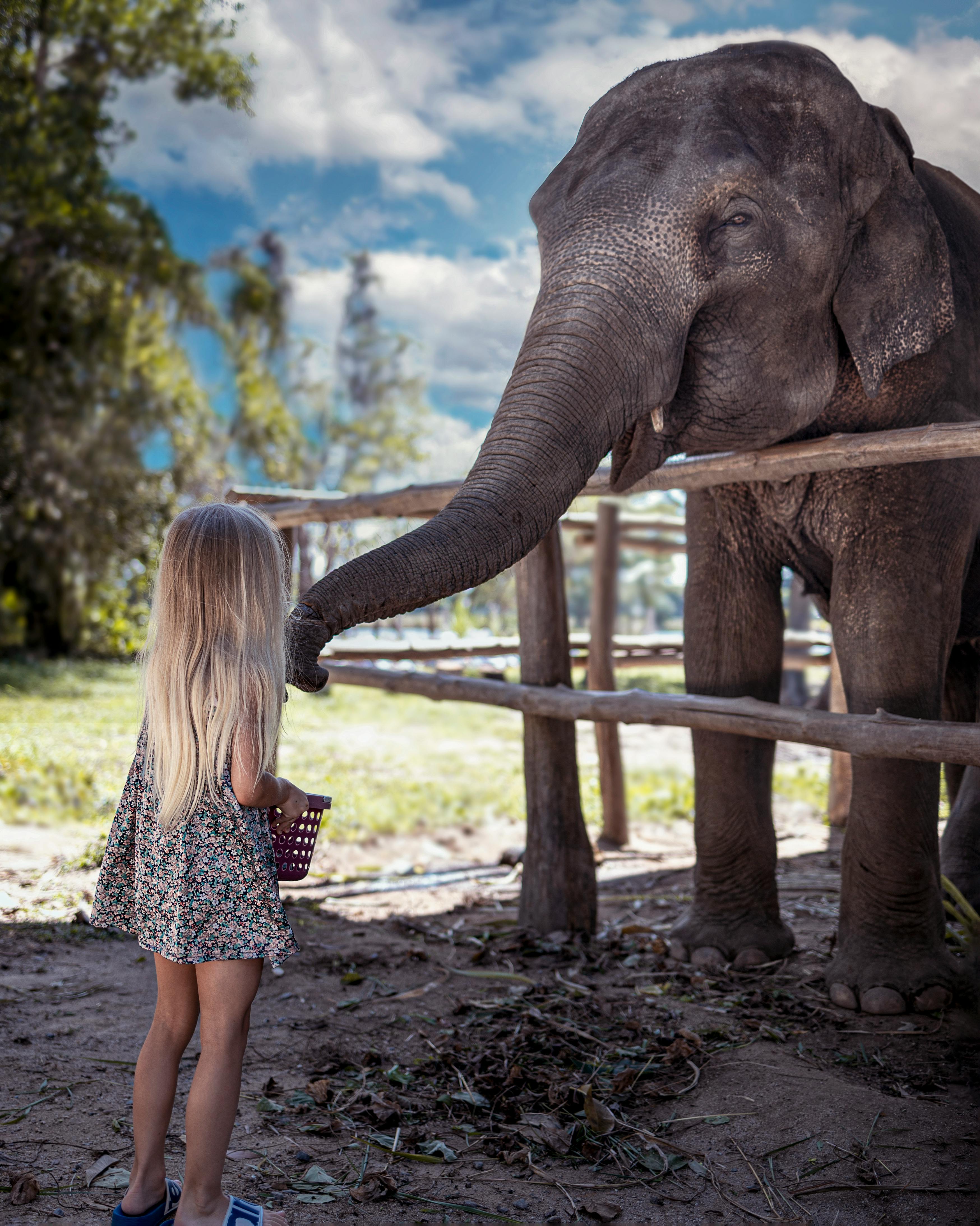 Girl in Blue Shorts Standing Beside Elephants · Free Stock Photo