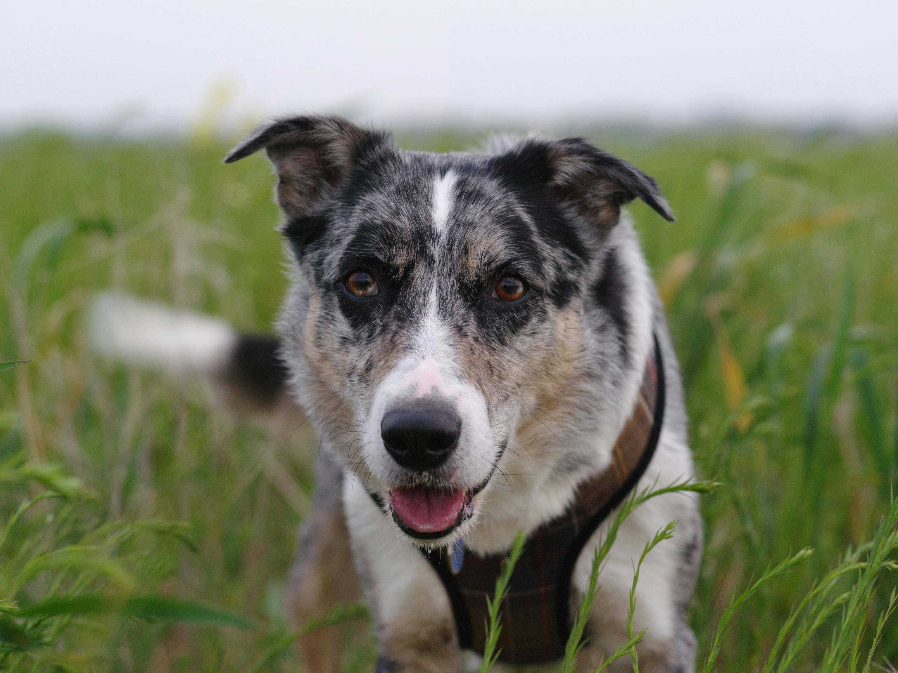 Close-up of a happy Koolie dog surrounded by lush green grass outdoors.
