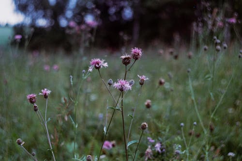 Kostnadsfri bild av äng, blomfotografi, blomma