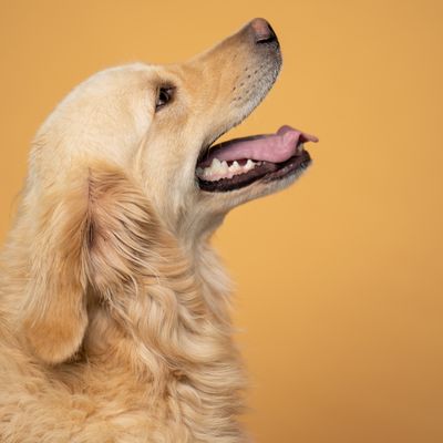 Golden retriever in profile on a yellow backdrop — photo by Mithul Varshan on Pexels