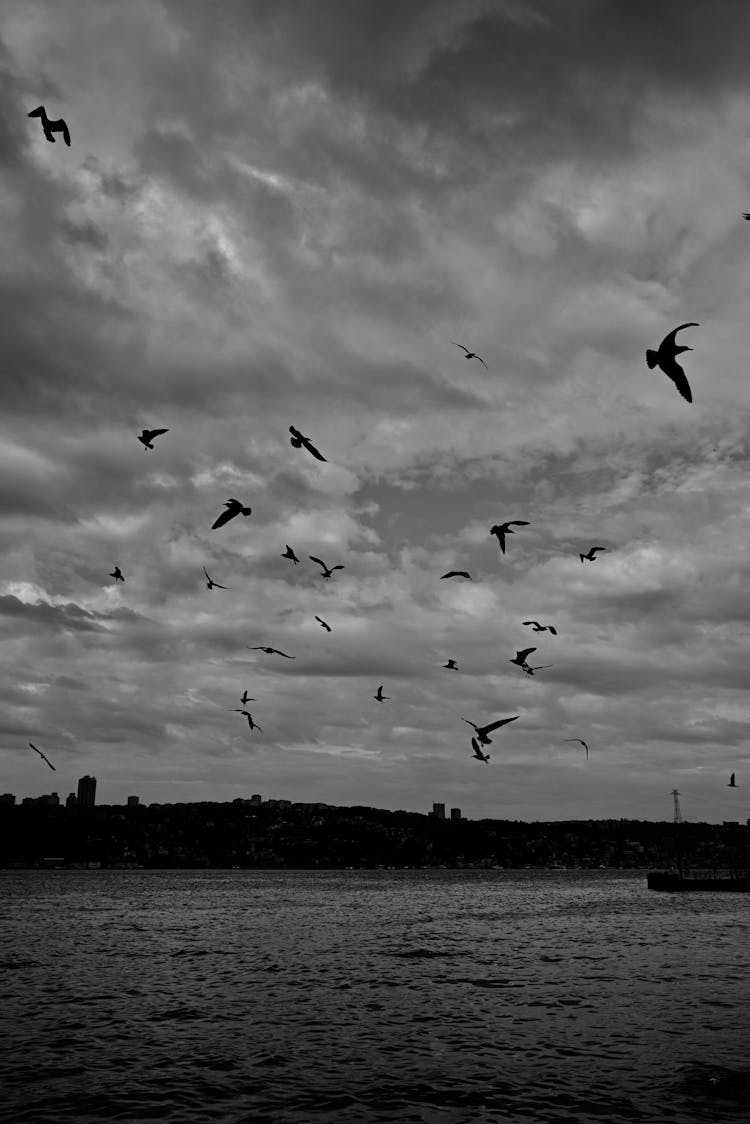 Silhouettes Of Birds Flying