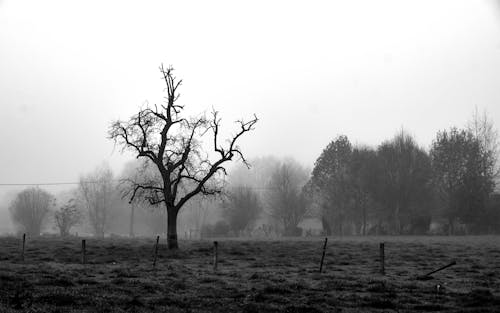 Základová fotografie zdarma na téma bezlistý strom, černobílý, fotografie ve stupních šedi