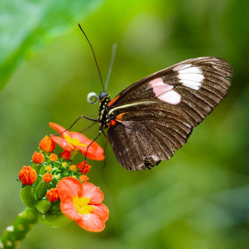 Free Butterfly on flowers collecting nectar. Stock Photo