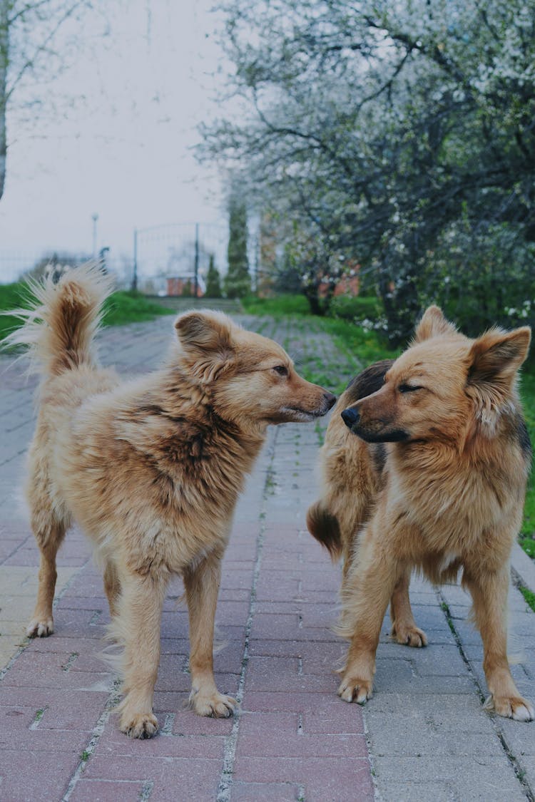 Brown Long Coated Dogs Looking At Each Other 