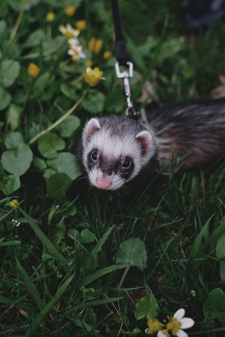 Pet Ferret On Leash