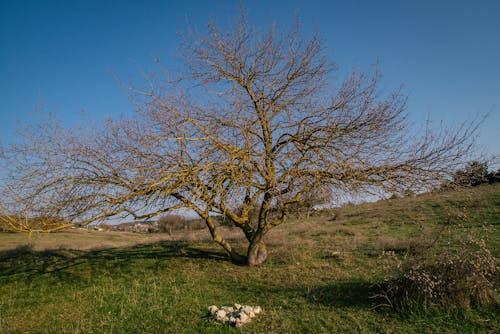 Leafless Tree on a Grass Field