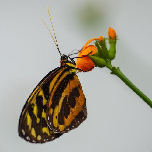 Free Detailed macro shot of a butterfly with vibrant wings perched on an orange flower, showcasing pollination. Stock Photo