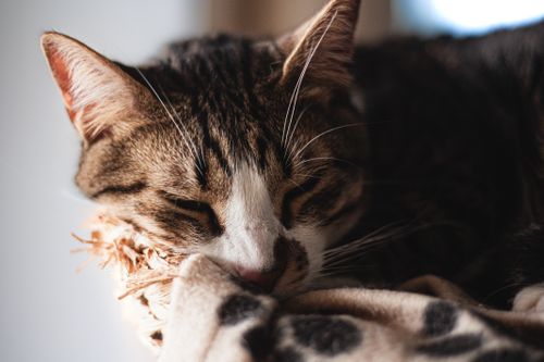 Free A serene tabby cat naps indoors on a patterned blanket, creating a cozy and calm atmosphere. Stock Photo