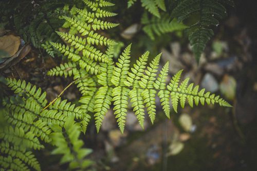 Free Detailed view of lush green fern leaves in a natural setting. Stock Photo