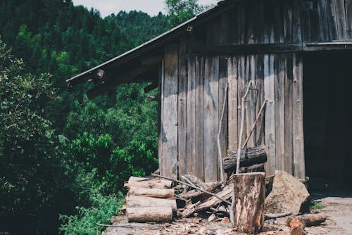 Immagine gratuita di alberi verdi, casa di legno, foresta