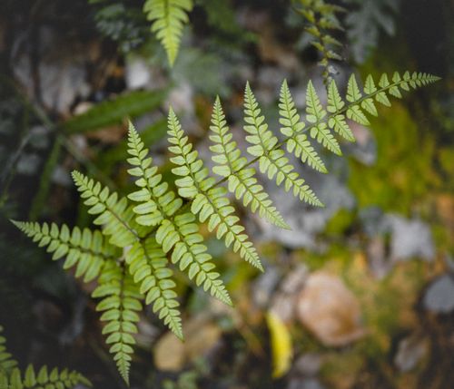 Free Detailed view of lush green fern leaves with a blurred forest floor background. Stock Photo