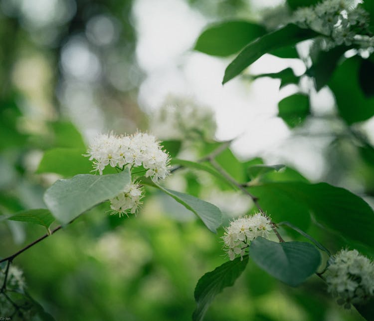 White Fire Cherry Flowers In Bloom