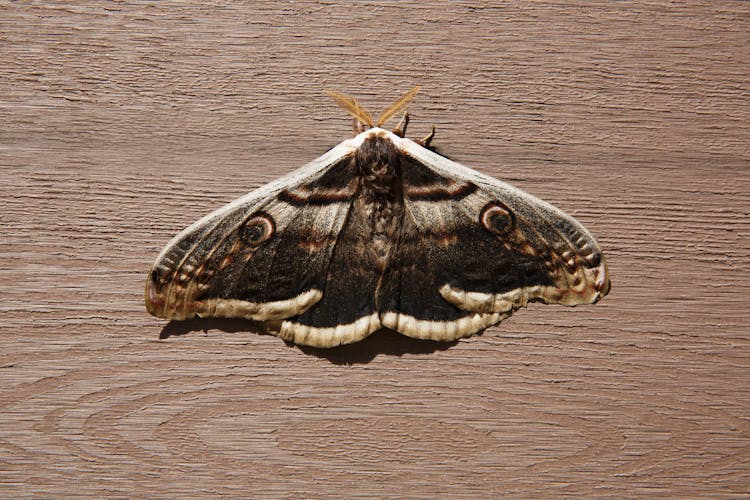 Close Up Of Moth