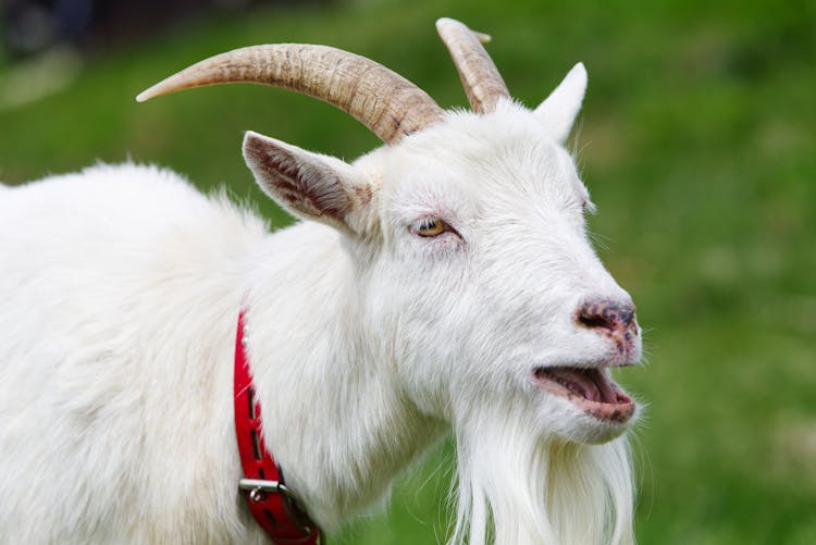 Close-up Of White Goat With Red Leash