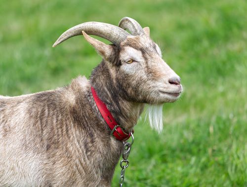 Free A close-up image of a domestic goat with curved horns and a red collar on a green grassy field. Stock Photo