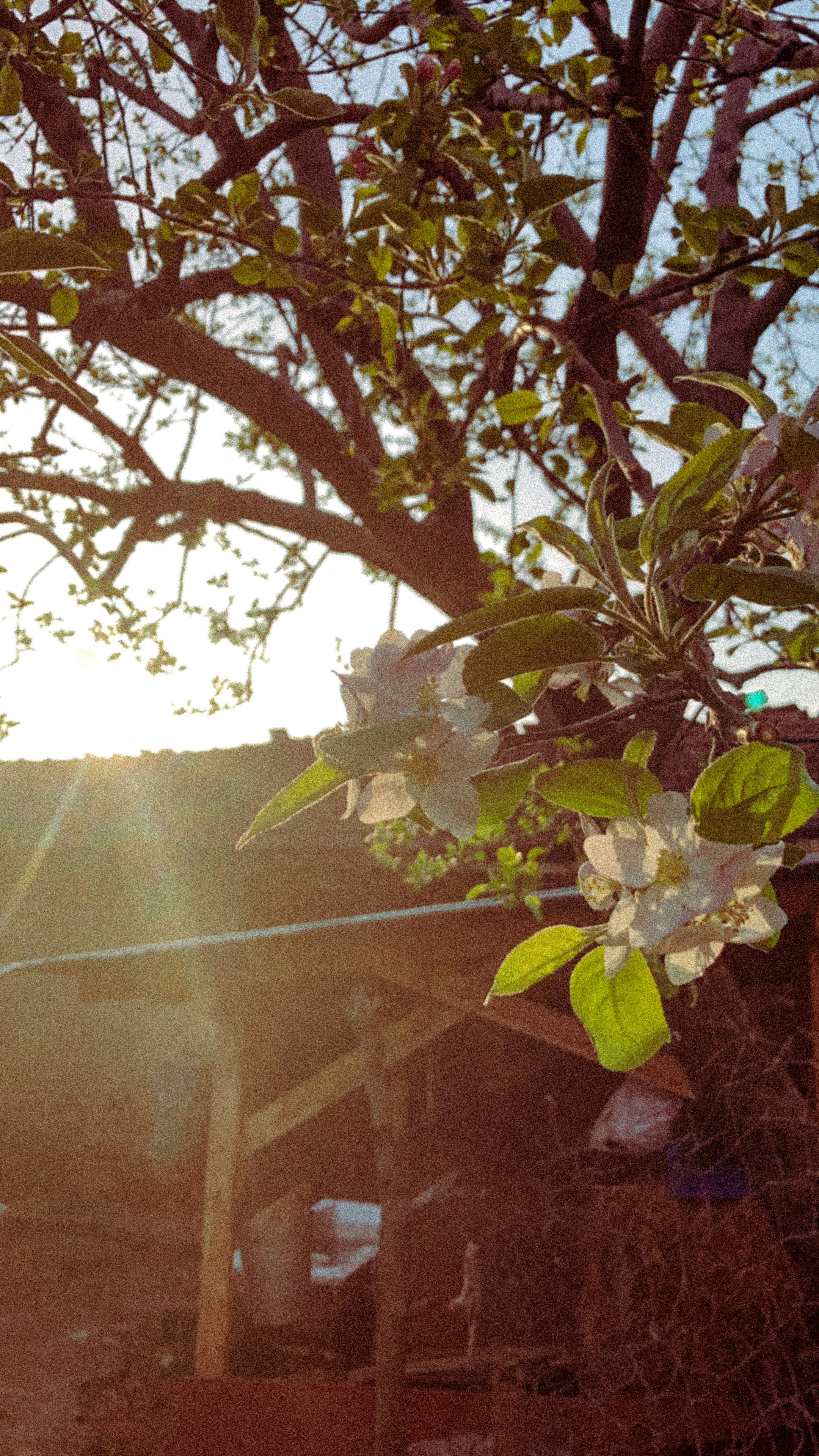 Warm sunlight streaming through blossoming white flowers on a tree branch.