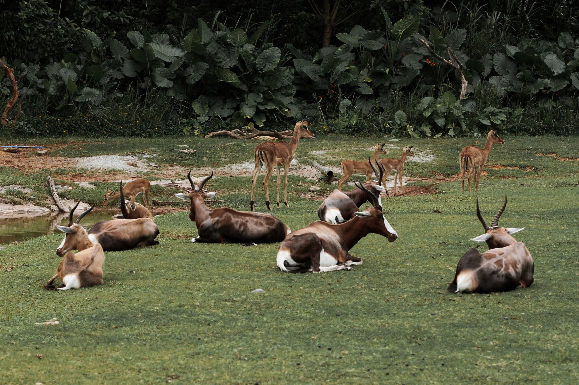 A serene scene of blesboks and impalas resting peacefully amidst verdant greenery in the wild. — free online jigsaw puzzle on JigsawPuzzlesFreeOnline.org