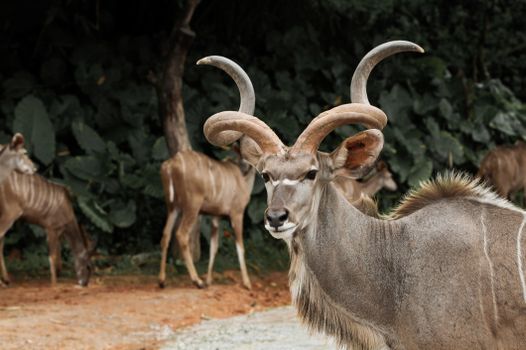 A stunning kudu antelope stands in its natural savanna habitat, surrounded by lush greenery.