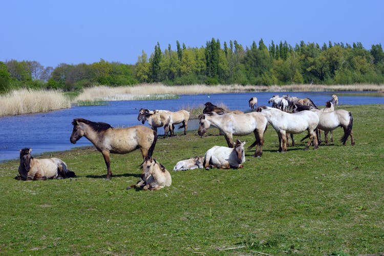 Herd Of Horses On Grass Field