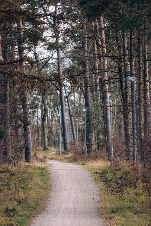 Dirt Road between Trees in the Forest 