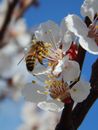 Honeybee Perched on White Petaled Flower in Close Up Photography