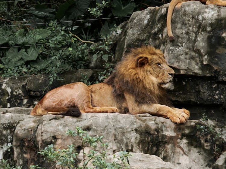 A Lion Resting On Rock