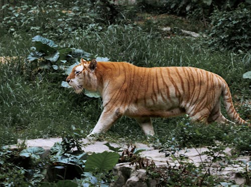 Foto d'estoc gratuïta de carnívor, depredador, felins