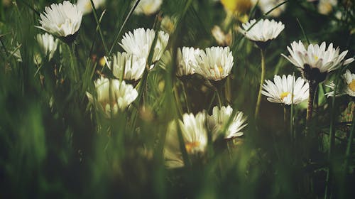 Daisies In Green Grass