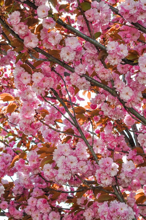 Cherry Blossoms in Bloom 