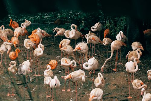 Free A stunning flock of flamingos gathered in a natural setting. Perfect for wildlife and nature themes. Stock Photo