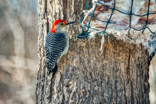 Red-bellied Woodpecker Perched on a Tree Trunk