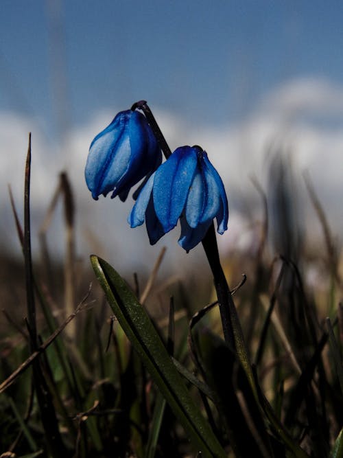 Foto d'estoc gratuïta de camp de neu, clar cel blau, flors blaves