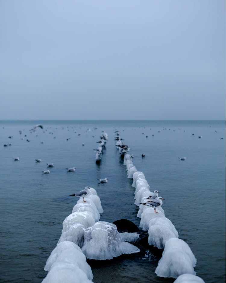 Birds On A Lake In Winter