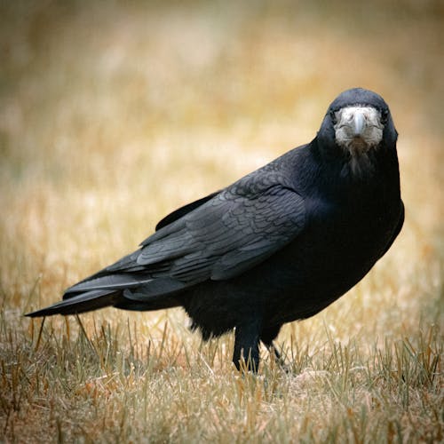Rook Perched on the Ground