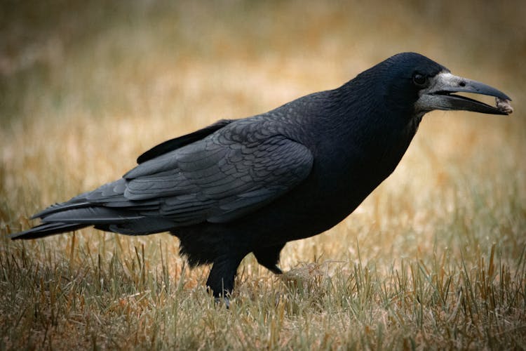 Close-Up Shot Of A Rook