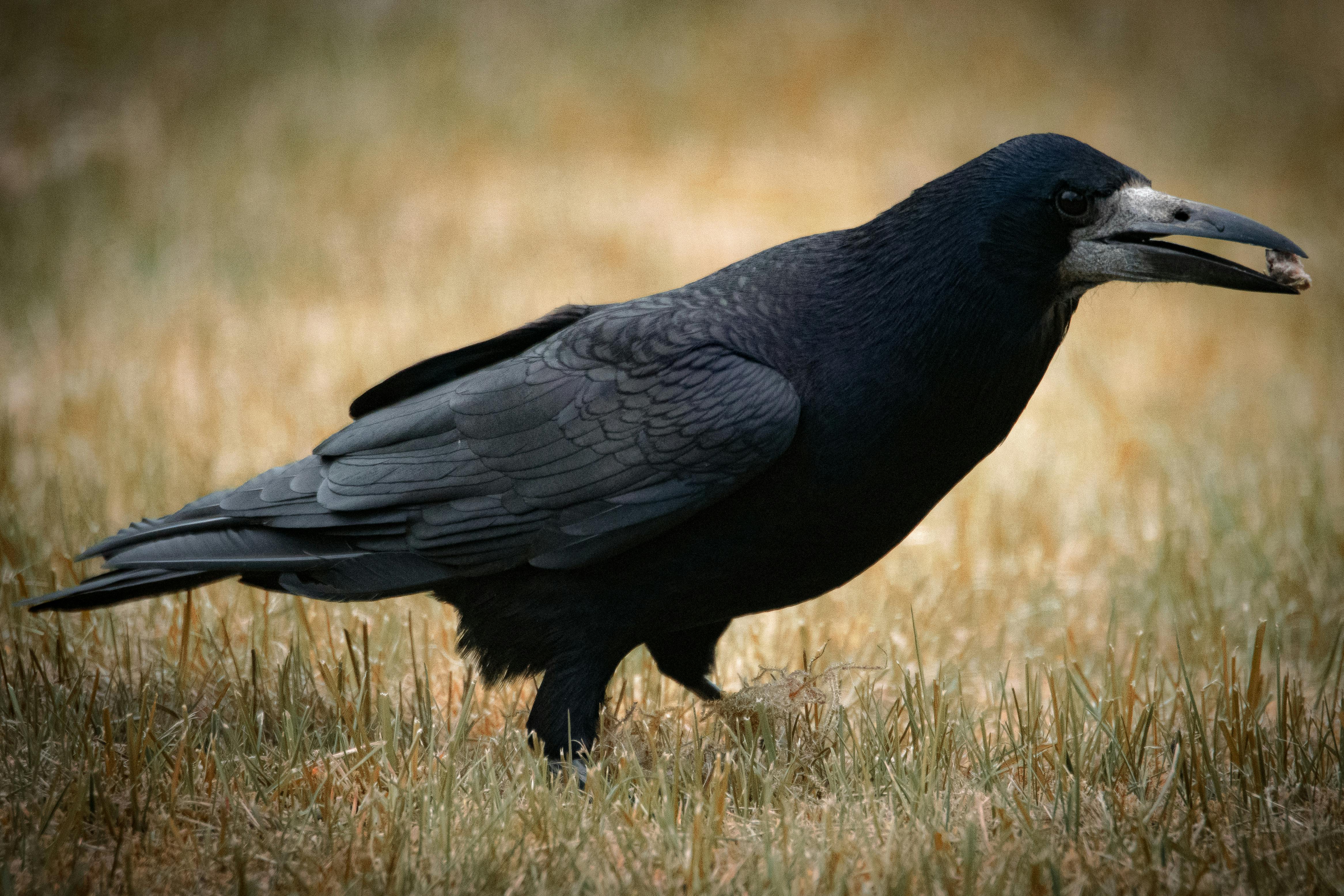 Black rook hi-res stock photography and images - Alamy