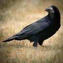 Black Crow on Brown Grass Field