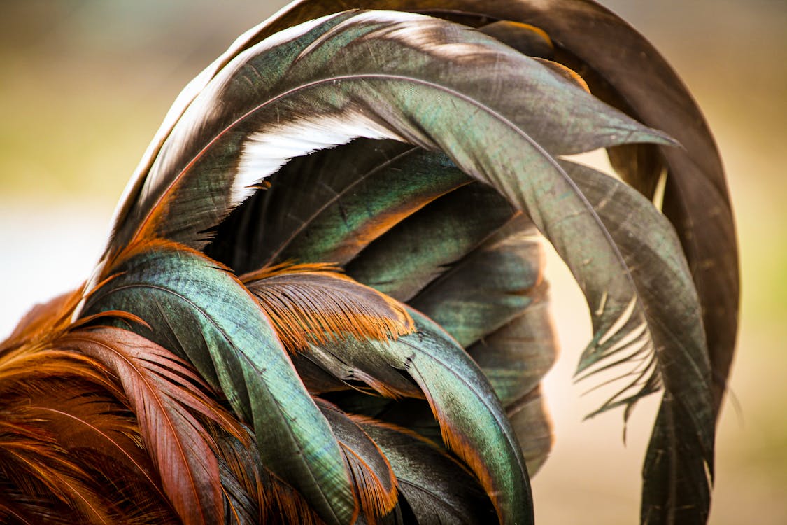 Chicken feather or Rooster feathers. Indian rooster bright color feathers.  Stock Photo