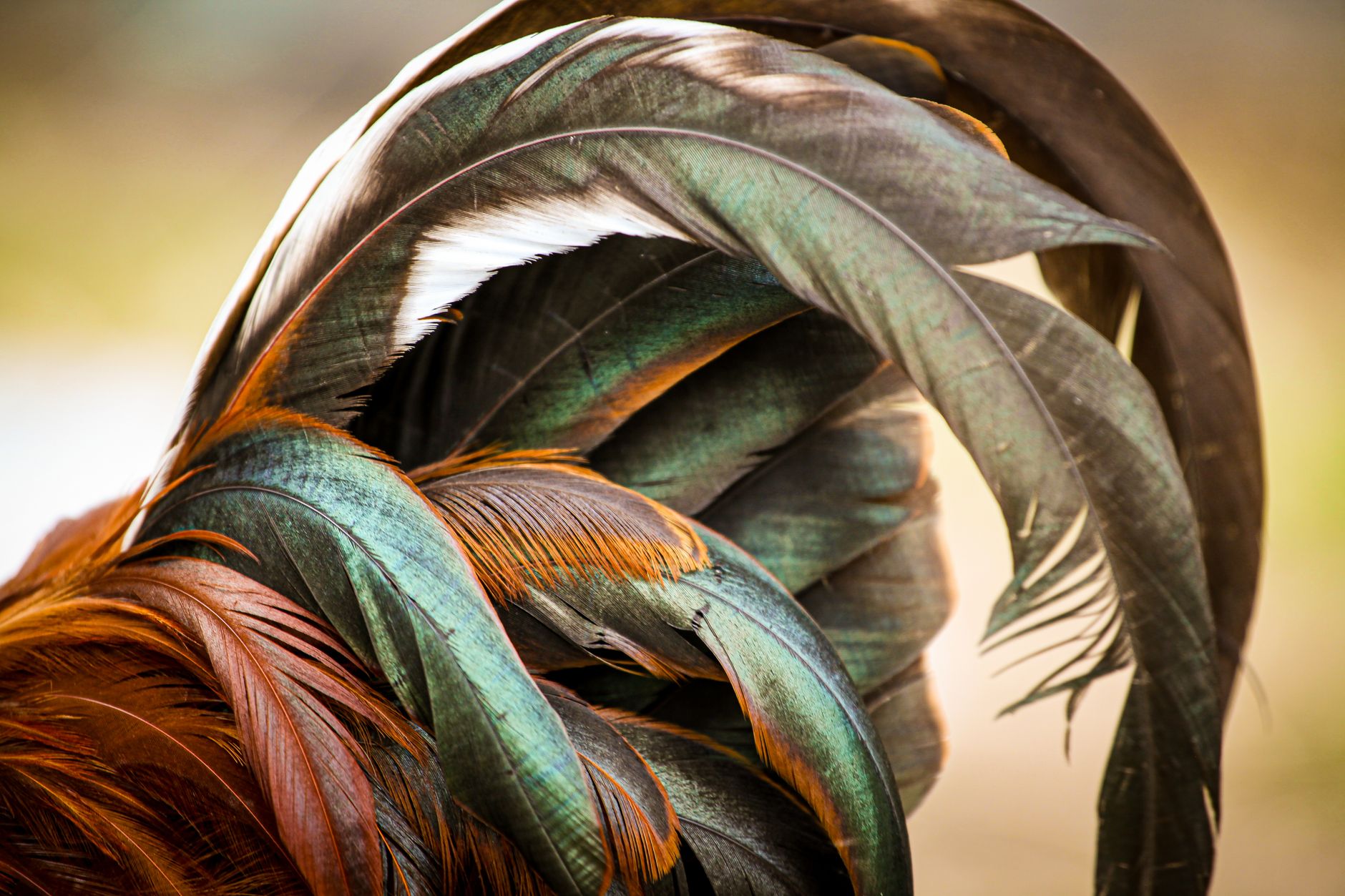 Close-up of a rooster’s natural feathers and legs beside a veterinary care table, serious documentary mood