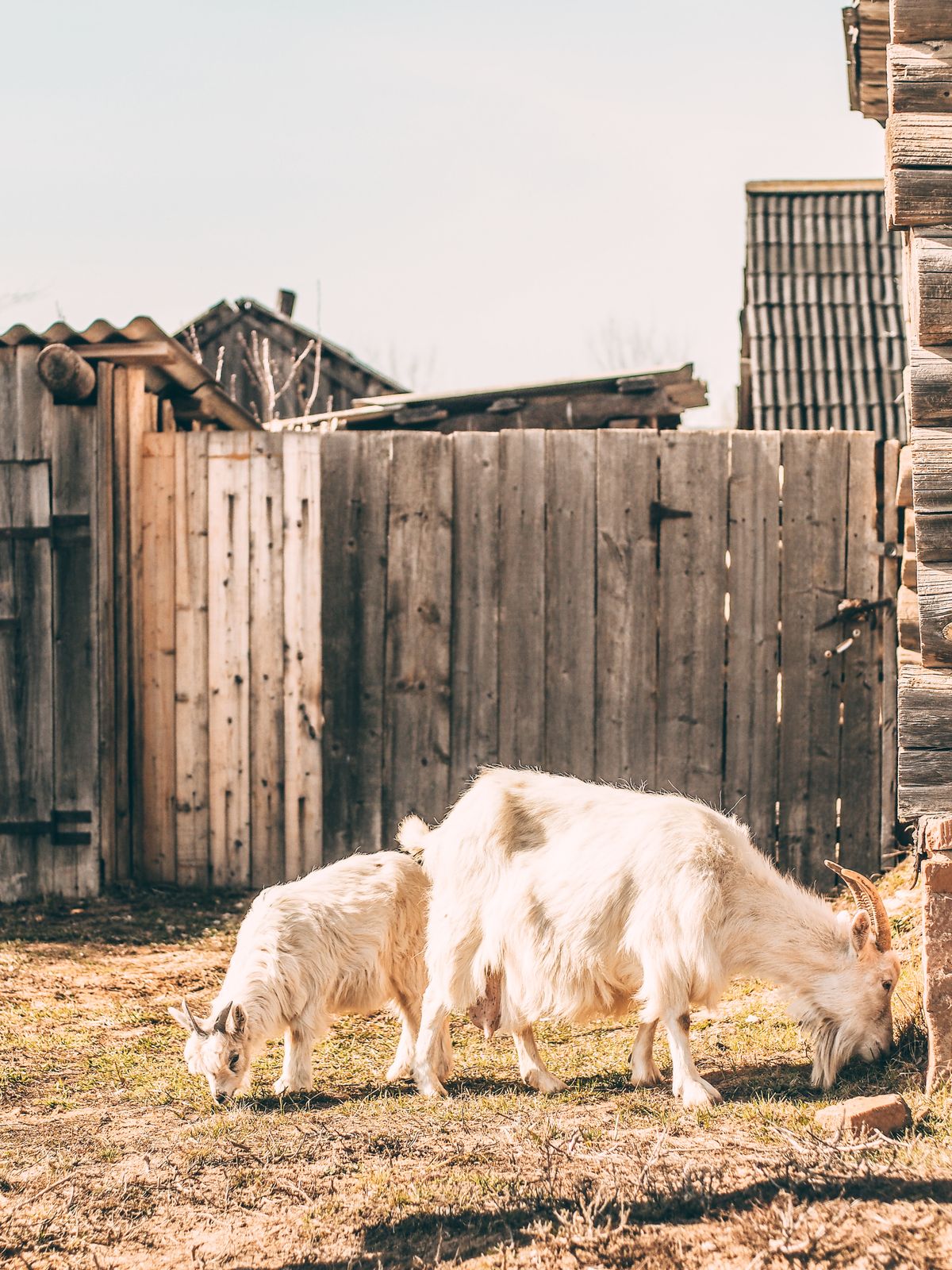 Goats grazing near a rural farm fence