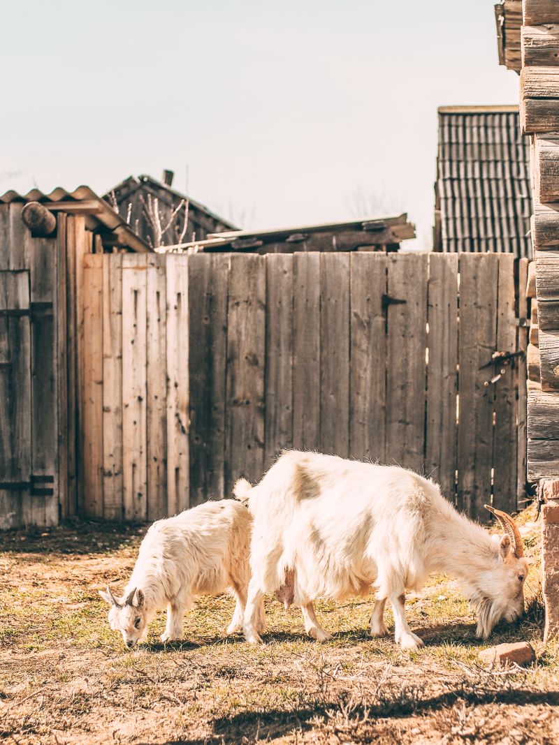 Goats grazing near a rural farm fence