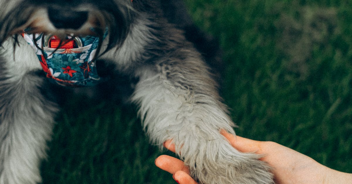 How much Zyrtec can I give my dog Australia