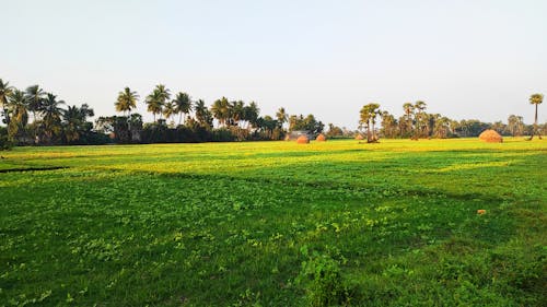 Imagine de stoc gratuită din câmp, la țară, lumina soarelui