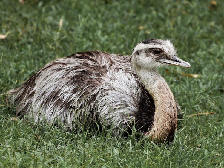 Rhea Bird Lying On Grass