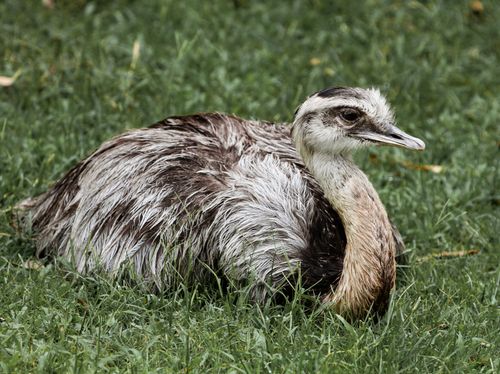 Free A detailed close-up of a rhea bird lying on grass, showcasing its unique plumage. Stock Photo