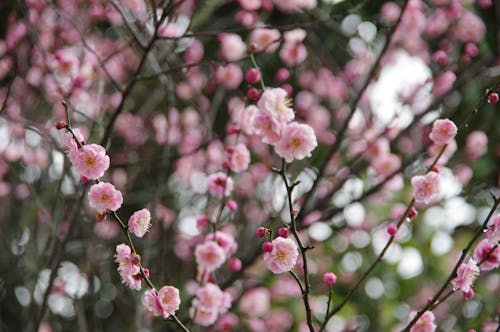 Pink Cherry Blossoms in Bloom