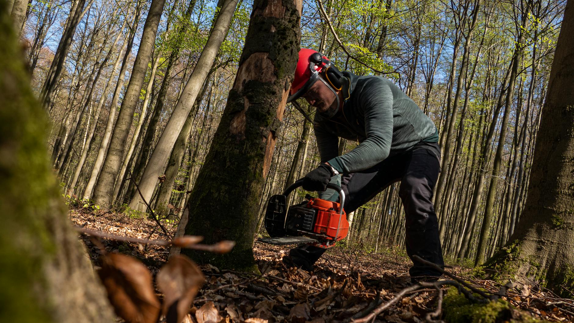 A forestry worker cuts a tree with a chainsaw in Hohenstein forest, Germany during fall. A forestry worker cuts a tree with a chainsaw in Hohenstein forest, Germany during fall.