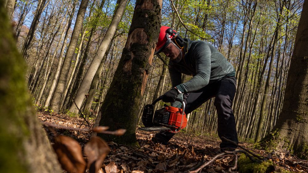 Forestry worker clearing a fallen tree with a chainsaw